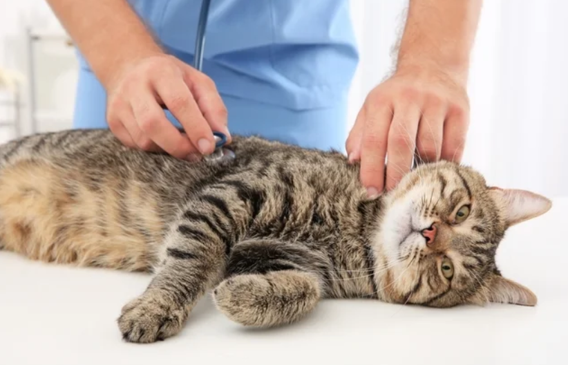 Doenca do Gato - Tudo Sobre Toxoplasmose